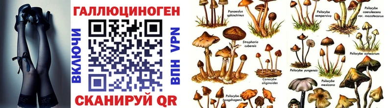 Галлюциногенные грибы Psilocybine cubensis  Ангарск 