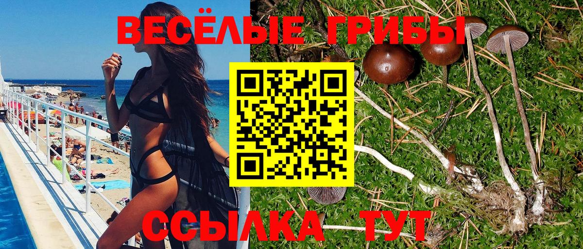 Псилоцибиновые грибы Psilocybe Ангарск